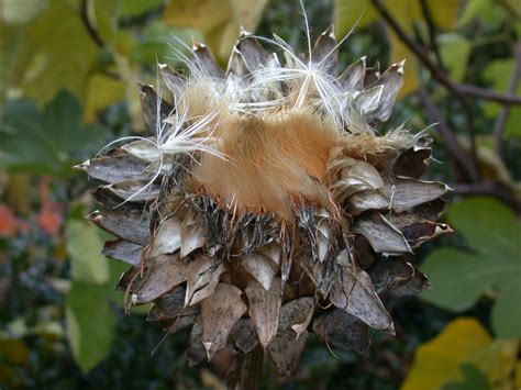 Globe Artichoke - Classification of Cynara scolymus