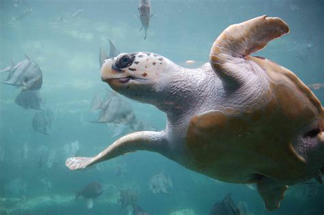 The 7 Species of Sea Turtles