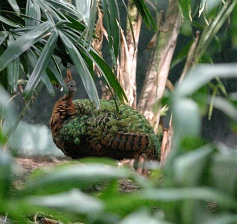 Congo Peacock | The Life of Animals