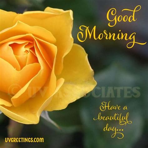 Good morning yellow rose images