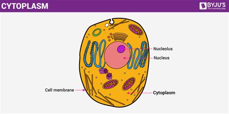 Cytoplasm - The Structure and Function of Cell's Cytoplasm