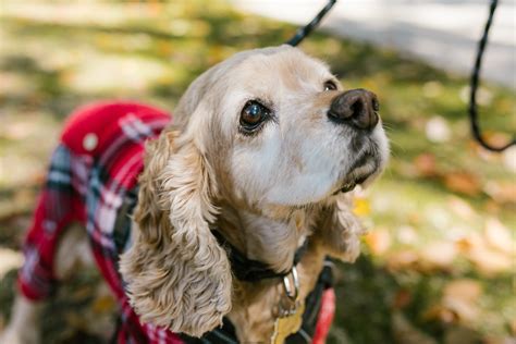 8 Useful Tips For Grooming Your Cocker Spaniel | PawTracks