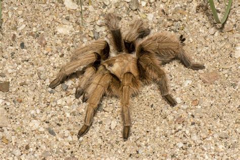 blonde female Tarantula - Arizona | Tarantula, Pet tarantula, Arizona tarantula