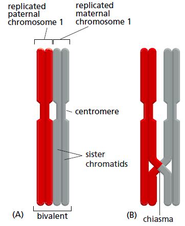 Chiasma crossing over. [Biologie Cellulaire] Différence crossing. 2022 ...