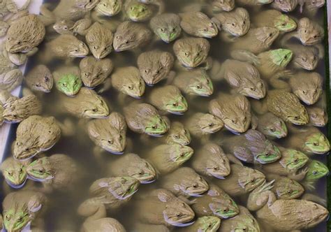 Amphibious aquaculture: why frog farming is set for success | The Fish Site