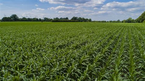 Drone Flight and Aerial View Over a Corn Field Stock Photo - Image of green, drone: 123837068