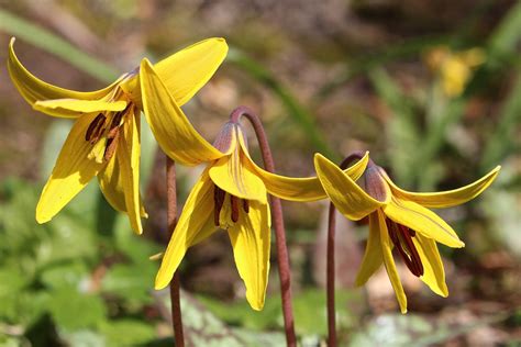 Erythronium americanum – Ballyrobert Gardens