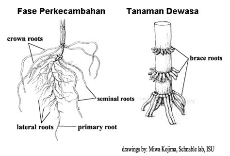 Morfologi Tanaman Jagung - Dinasti Gudang Ceurana