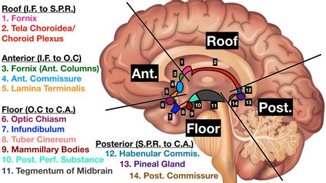 Ventricles of the Brain: Labeled Anatomy, Function, CSF Flow, Definition — EZmed