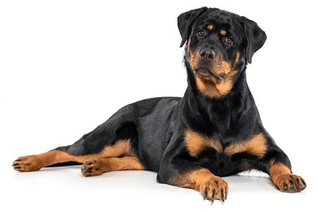 Rottweilers: Breed Information, Pictures, Health and More | PIA