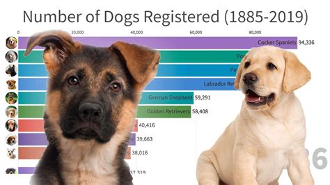 Most Popular Dogs in the World (1885-2019) | Popular dog, Most popular ...