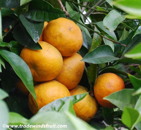 Ugli Fruit, Uniq Fruit - Citrus paradisi x reticulata