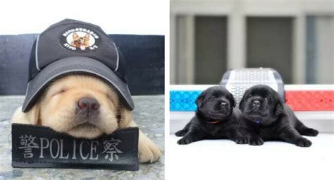 The New Taipei Police Department K9 Unit Puppies Were Introduced To The ...