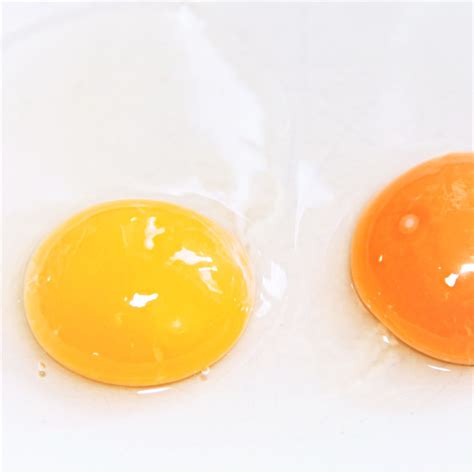 Orange Egg Yolk? Yolk Colors Explained | Get Cracking