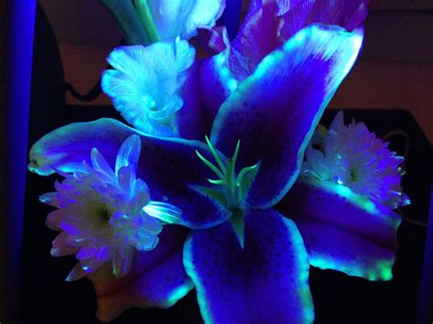 bioluminescent flowers - Google Search | Glowing flowers ...