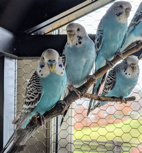 Parakeets at the Farm - The Martha Stewart Blog