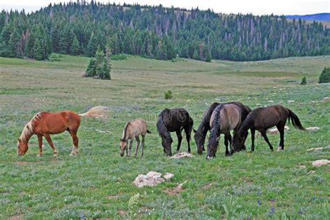 Wild Horse Mustang Herd in the Pryor Mountains in Montana Stock Image - Image of range, ridge ...