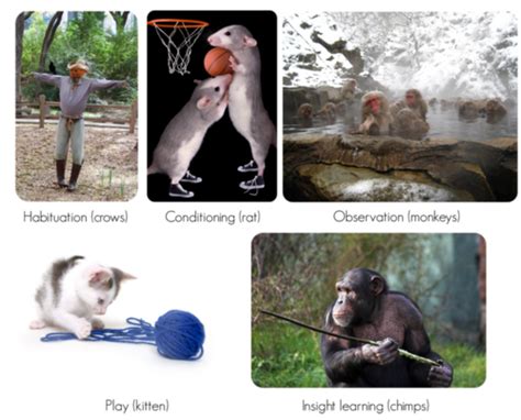 Learned Behavior of Animals ( Read ) | Biology | CK-12 Foundation