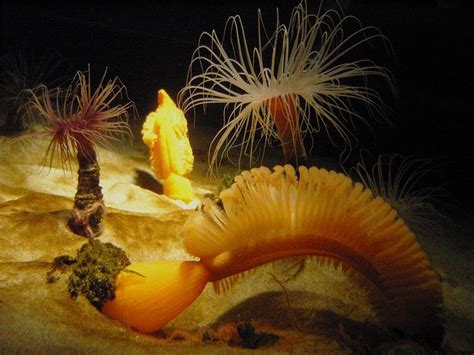 Coral Reefs – "OCEAN TREASURES" Memorial Library