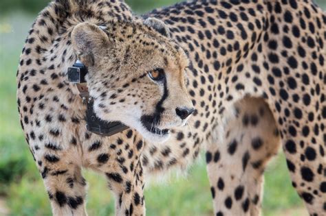 Cheetahs arrive in India for historic reintroduction project – but can they survive a battle of ...