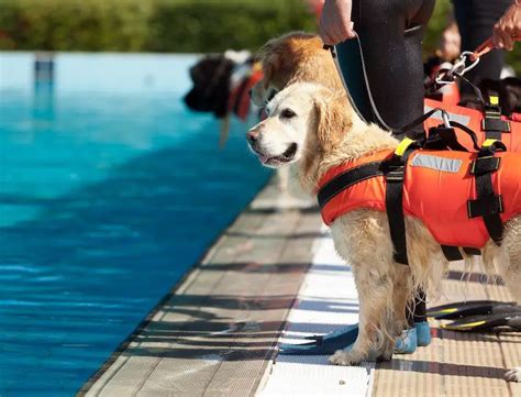 How To Train My Dog to Water Rescue - The Marine Lab