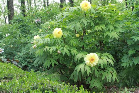 Tree Peony Care — Peony's Envy