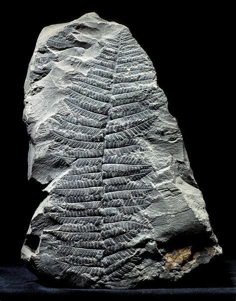 Pecopteris Fern Fossil Photograph by Gilles Mermet - Pixels