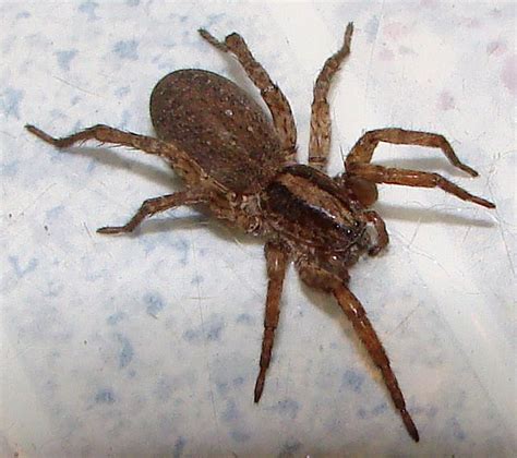 big brown spider : Biological Science Picture Directory – Pulpbits.net