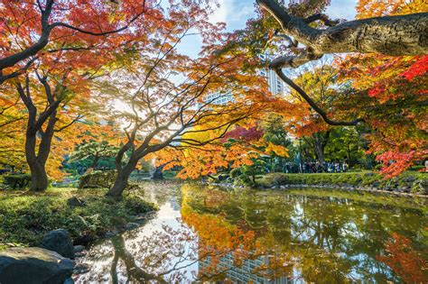 Autumn Foliage in Japan – Spots in the City and Perfect Day Trips - Apts.jp Tokyo Life Blog