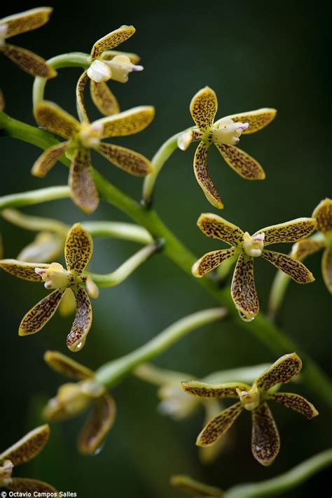 Wild Brazilian Rain Forest Orchids #flowers | Rainforest plants, Orchids, Beautiful orchids