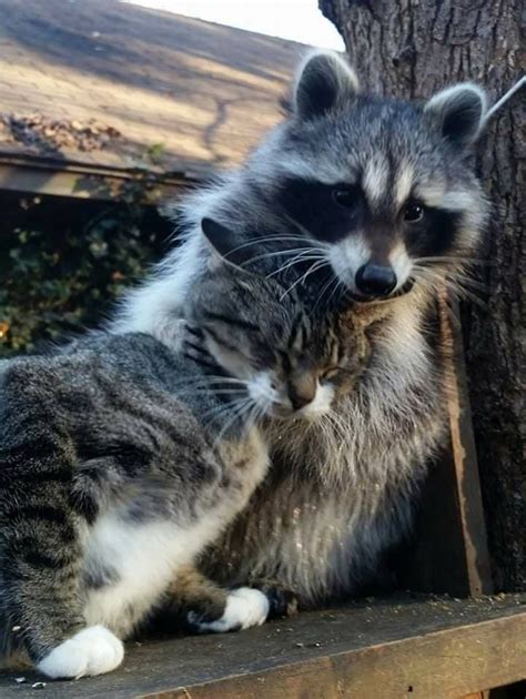 whiskersonkittens-65: “Raccoon Ruby really loves to hug her kitty Whiskers! ” | Pet raccoon ...