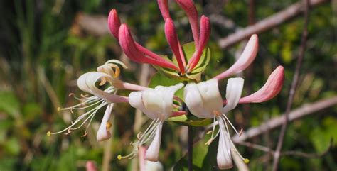 FIORI – Famiglia CAPRIFOLIACEAE Colore ROSA – Montagna Viva