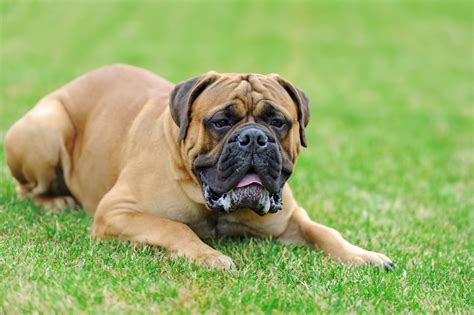 Is A Bullmastiff Bigger Than An English Mastiff