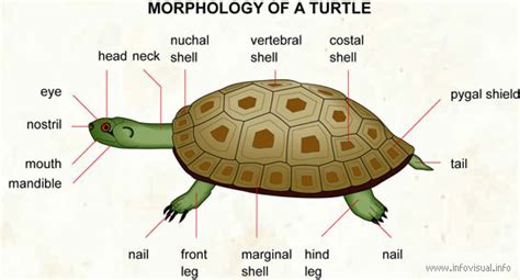 Turtle Anatomy - Info Turtle