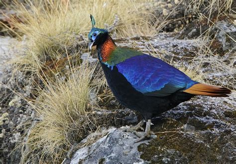 National Bird of Nepal,Lophophorus. Danfe, Dafe | Wallpapers Pictures Lovers