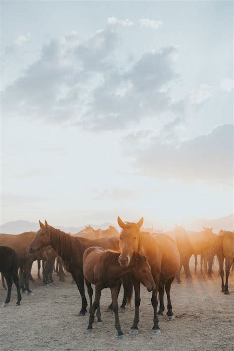 Herd of Horses at Sunset · Free Stock Photo