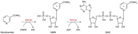 NAD + metabolism and retinal degeneration (Review)