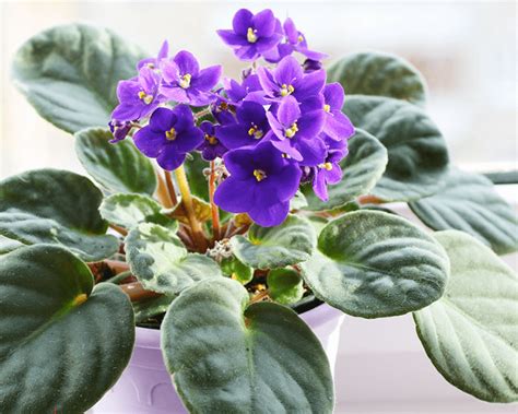 How to grow African Violet