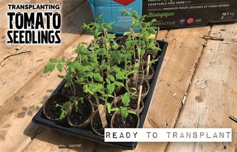 Transplanting Precious Tomato Seedlings Into Bigger Containers