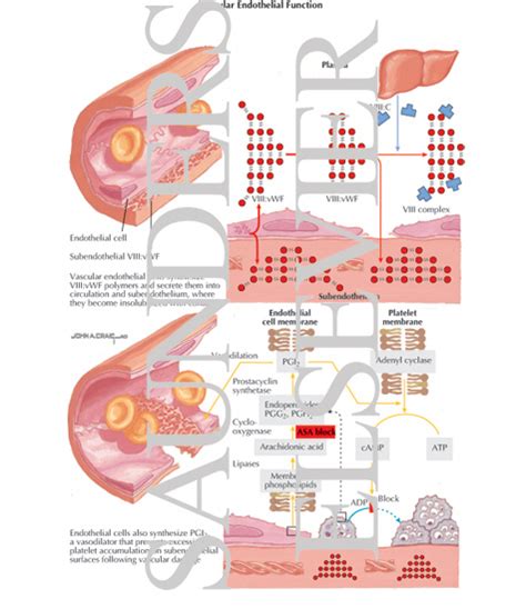 Bleeding Problems: Vascular Endothelium Function