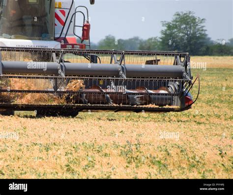 Fields near Krasnodar, Russia - June 21, 2018: Harvesting peas with a combine harvester ...