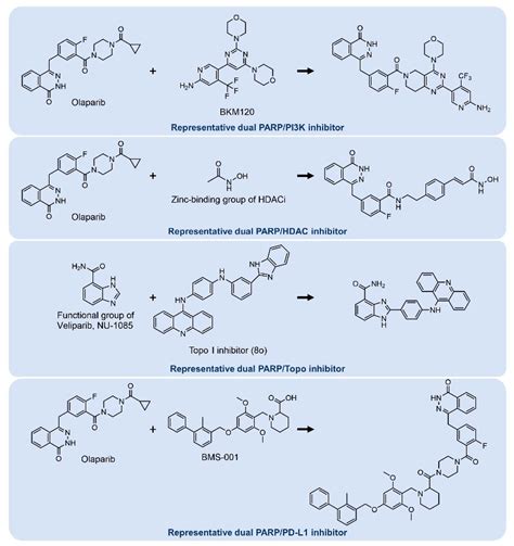 IJMS | Free Full-Text | PARP Inhibitors: Clinical Limitations and ...