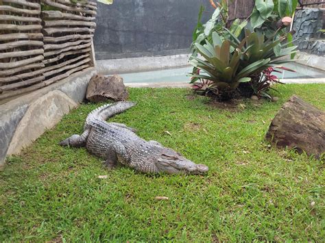 an alligator in a zoo enclosure 20822366 Stock Photo at Vecteezy