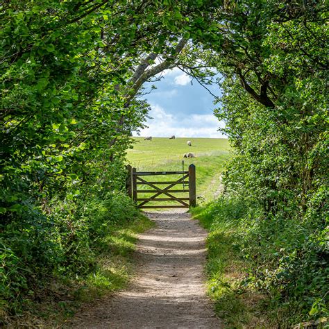 South Downs National Park – Badgers