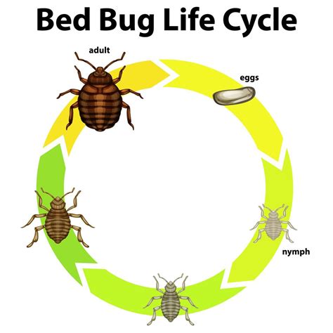 What to Know About Bed Bugs' Life Cycle | The Family Handyman