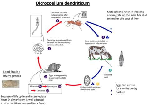 dicrocoelium dendriticum Flashcards | Quizlet