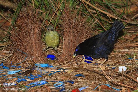 Free photo: Bowerbird's Bower - Blue - Free Download - Jooinn