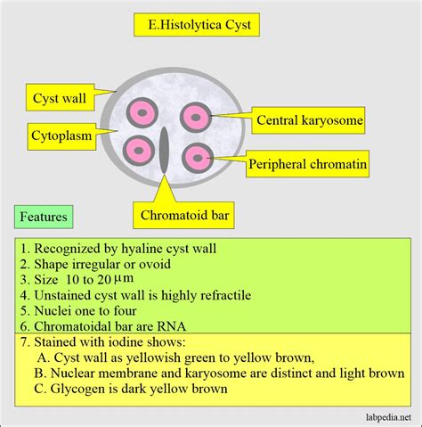 Entamoeba Histolytica Symptoms