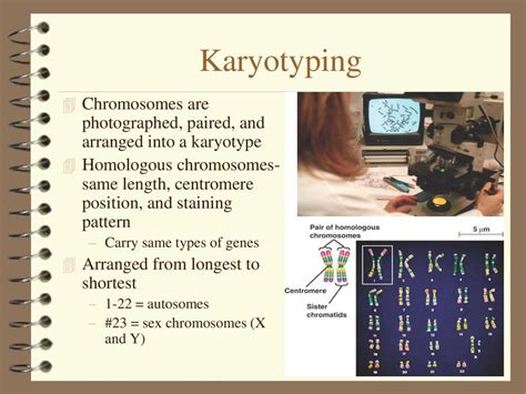 Meiosis and Sexual Life Cycles - ppt download