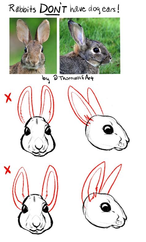 Tutorial: How to Draw Rabbit Ears — Thornwolf | The Art of Nicole Dornsife